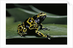 Dendrobates leucomelas (yellow-banded poison dart frog) by Anonymous