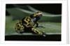 Dendrobates leucomelas (yellow-banded poison dart frog) by Anonymous
