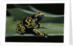 Dendrobates leucomelas (yellow-banded poison dart frog) by Anonymous
