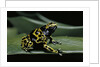 Dendrobates leucomelas (yellow-banded poison dart frog) by Anonymous