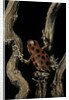 Oophaga pumilio f. bastimentos (strawberry poison-dart frog) by Anonymous