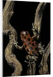Oophaga pumilio f. bastimentos (strawberry poison-dart frog) by Anonymous