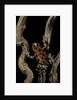 Oophaga pumilio f. bastimentos (strawberry poison-dart frog) by Anonymous