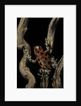 Oophaga pumilio f. bastimentos (strawberry poison-dart frog) by Anonymous