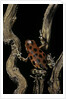 Oophaga pumilio f. bastimentos (strawberry poison-dart frog) by Anonymous