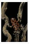 Oophaga pumilio f. bastimentos (strawberry poison-dart frog) by Anonymous