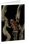 Oophaga pumilio f. bastimentos (strawberry poison-dart frog) by Anonymous
