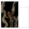 Oophaga pumilio f. bastimentos (strawberry poison-dart frog) by Anonymous