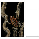 Oophaga pumilio f. bastimentos (strawberry poison-dart frog) by Anonymous