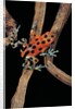 Oophaga pumilio f. bastimentos (strawberry poison-dart frog) by Anonymous