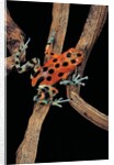 Oophaga pumilio f. bastimentos (strawberry poison-dart frog) by Anonymous