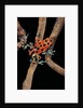 Oophaga pumilio f. bastimentos (strawberry poison-dart frog) by Anonymous