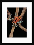 Oophaga pumilio f. bastimentos (strawberry poison-dart frog) by Anonymous
