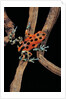Oophaga pumilio f. bastimentos (strawberry poison-dart frog) by Anonymous