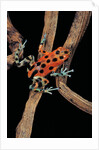 Oophaga pumilio f. bastimentos (strawberry poison-dart frog) by Anonymous