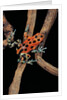 Oophaga pumilio f. bastimentos (strawberry poison-dart frog) by Anonymous