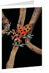 Oophaga pumilio f. bastimentos (strawberry poison-dart frog) by Anonymous