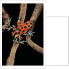 Oophaga pumilio f. bastimentos (strawberry poison-dart frog) by Anonymous