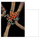 Oophaga pumilio f. bastimentos (strawberry poison-dart frog) by Anonymous