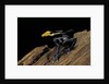 Dendrobates tinctorius f. brazil (dyeing poison dart frog) by Anonymous