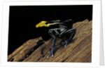 Dendrobates tinctorius f. brazil (dyeing poison dart frog) by Anonymous