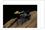 Dendrobates tinctorius f. brazil (dyeing poison dart frog) by Anonymous