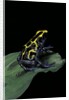 Dendrobates tinctorius (dyeing poison dart frog) by Anonymous