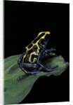 Dendrobates tinctorius (dyeing poison dart frog) by Anonymous