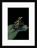 Dendrobates tinctorius (dyeing poison dart frog) by Anonymous
