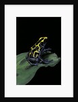 Dendrobates tinctorius (dyeing poison dart frog) by Anonymous