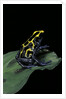 Dendrobates tinctorius (dyeing poison dart frog) by Anonymous