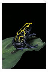 Dendrobates tinctorius (dyeing poison dart frog) by Anonymous