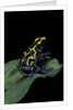 Dendrobates tinctorius (dyeing poison dart frog) by Anonymous