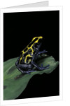 Dendrobates tinctorius (dyeing poison dart frog) by Anonymous