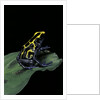 Dendrobates tinctorius (dyeing poison dart frog) by Anonymous