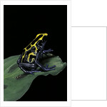 Dendrobates tinctorius (dyeing poison dart frog) by Anonymous
