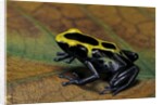 Dendrobates tinctorius (dyeing poison dart frog) by Anonymous