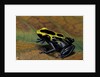 Dendrobates tinctorius (dyeing poison dart frog) by Anonymous