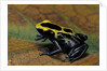 Dendrobates tinctorius (dyeing poison dart frog) by Anonymous