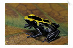 Dendrobates tinctorius (dyeing poison dart frog) by Anonymous