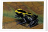 Dendrobates tinctorius (dyeing poison dart frog) by Anonymous