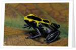 Dendrobates tinctorius (dyeing poison dart frog) by Anonymous