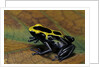 Dendrobates tinctorius (dyeing poison dart frog) by Anonymous