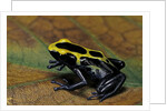 Dendrobates tinctorius (dyeing poison dart frog) by Anonymous