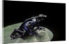 Dendrobates tinctorius f. agreja (dyeing poison dart frog) by Anonymous