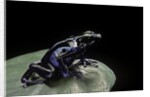 Dendrobates tinctorius f. agreja (dyeing poison dart frog) by Anonymous