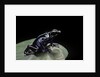Dendrobates tinctorius f. agreja (dyeing poison dart frog) by Anonymous