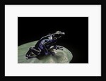 Dendrobates tinctorius f. agreja (dyeing poison dart frog) by Anonymous