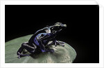 Dendrobates tinctorius f. agreja (dyeing poison dart frog) by Anonymous