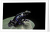 Dendrobates tinctorius f. agreja (dyeing poison dart frog) by Anonymous